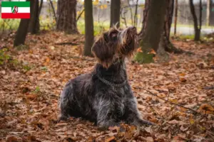 Scopri di più sull'articolo Allevatori di Český fousek e cuccioli in Nordreno-Vestfalia