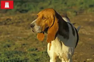 Scopri di più sull'articolo Allevatori di Chien d’Artois e cuccioli a Amburgo