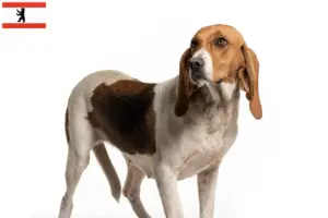 Scopri di più sull'articolo Allevatori di Chien d’Artois e cuccioli a Berlino