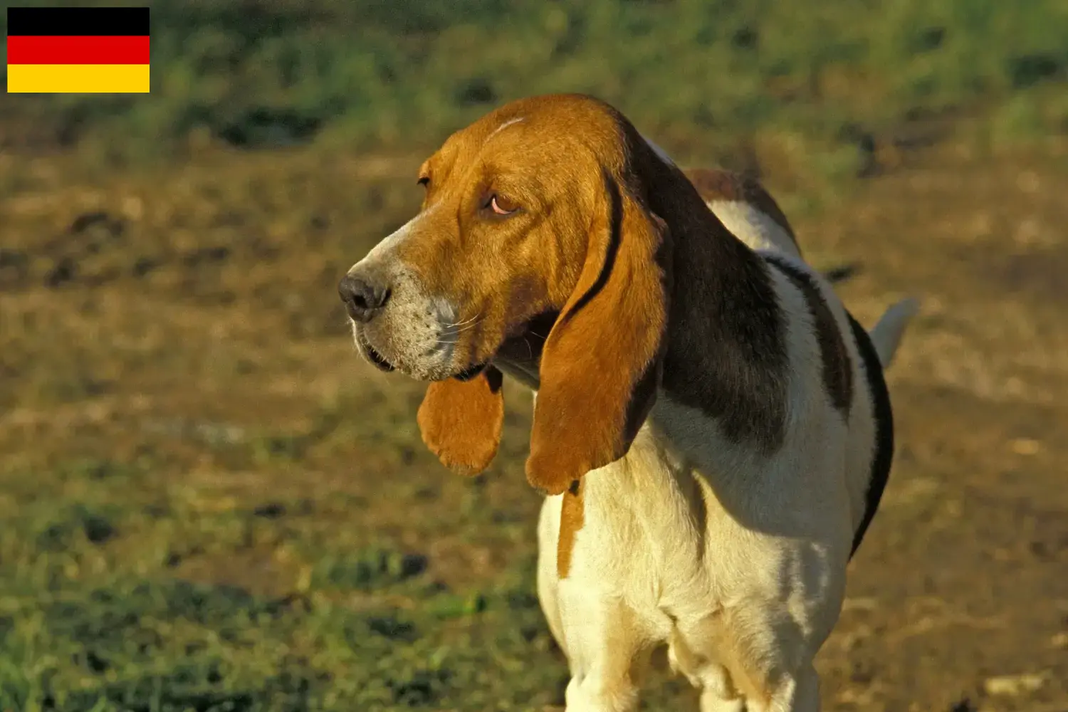 Scopri di più sull'articolo Allevatori di Chien d’Artois e cuccioli in Germania