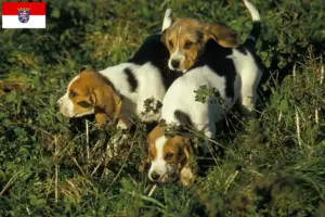 Scopri di più sull'articolo Allevatori di Chien d’Artois e cuccioli in Hessen
