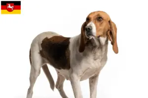 Scopri di più sull'articolo Allevatori e cuccioli di Chien d’Artois in Bassa Sassonia