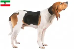 Scopri di più sull'articolo Allevatori di Chien d’Artois e cuccioli in Nord Reno-Westfalia