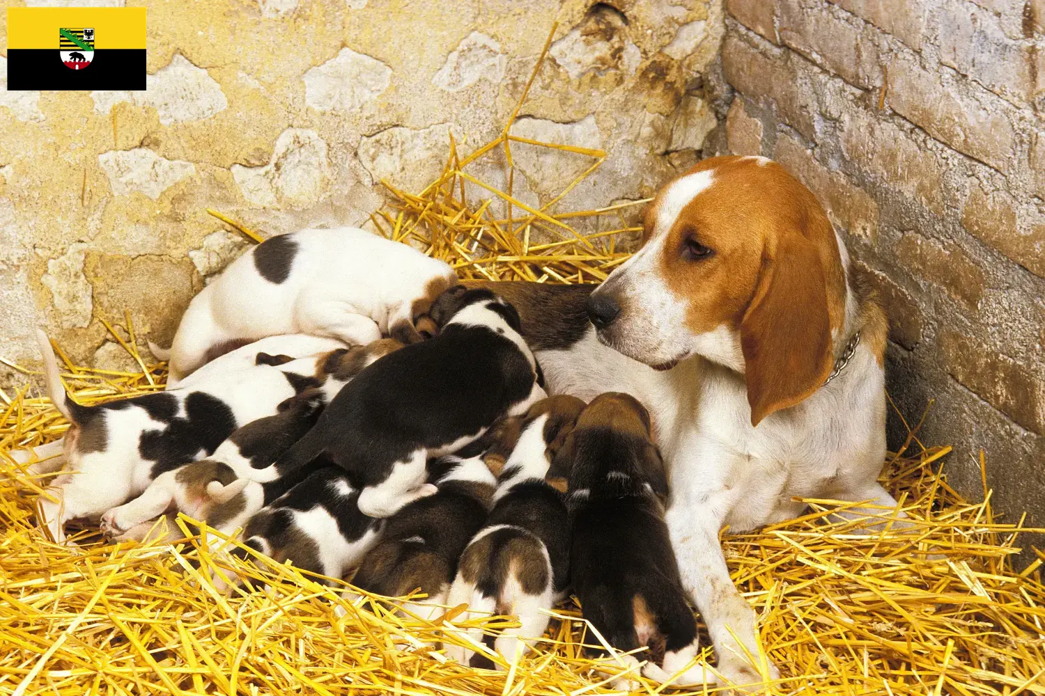 Scopri di più sull'articolo Allevatori di Chien d’Artois e cuccioli in Sassonia-Anhalt