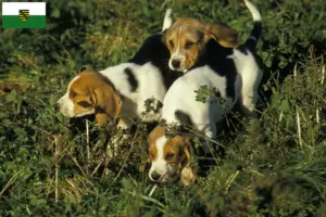 Scopri di più sull'articolo Allevatori di Chien d’Artois e cuccioli in Sassonia