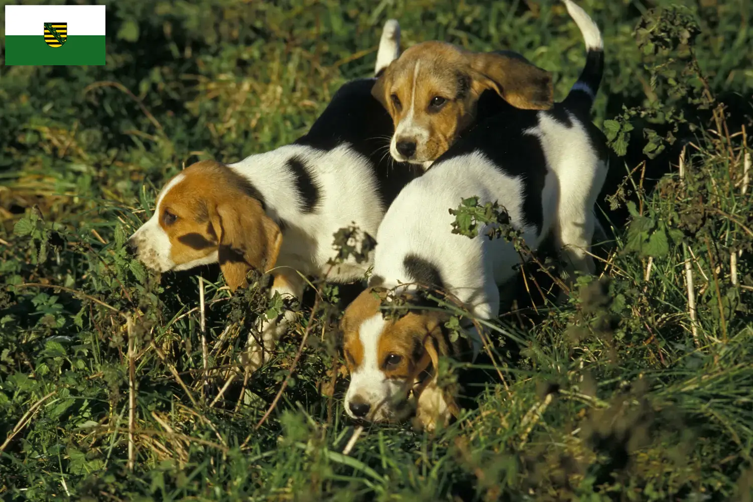 Scopri di più sull'articolo Allevatori di Chien d’Artois e cuccioli in Sassonia