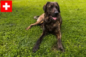 Scopri di più sull'articolo Allevatori e cuccioli di Chien de Castro Laboreiro in Svizzera