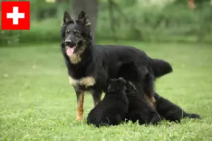 Scopri di più sull'articolo Allevatori di Chodský pes e cuccioli in Svizzera
