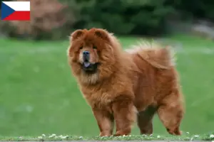 Scopri di più sull'articolo Allevatori di Chow-Chow e cuccioli in Repubblica Ceca