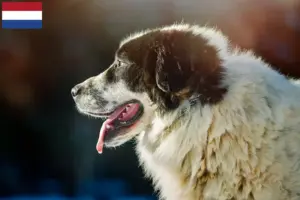 Scopri di più sull'articolo Allevatori di Ciobănesc Românesc de Bucovina e cuccioli in Olanda