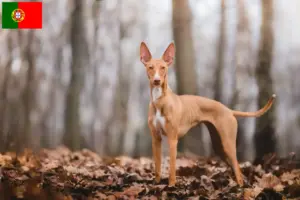 Scopri di più sull'articolo Allevatori e cuccioli di Cirneco dell’ Etna in Portogallo