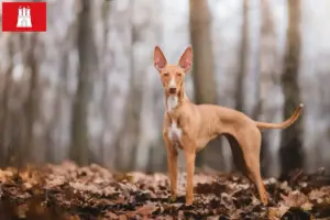 Scopri di più sull'articolo Allevatori e cuccioli di Cirneco dell’Etna ad Amburgo