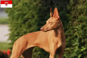 Scopri di più sull'articolo Allevatori di Cirneco dell’Etna e cuccioli in Brandeburgo