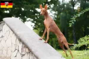 Scopri di più sull'articolo Allevatori di Cirneco dell’ Etna e cuccioli in Saarland