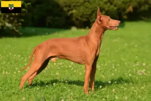 Scopri di più sull'articolo Allevatori e cuccioli di Cirneco dell’Etna in Sassonia-Anhalt