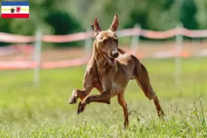 Scopri di più sull'articolo Allevatori e cuccioli di Cirneco dell’ Etna in Meclemburgo-Pomerania Anteriore
