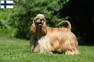 Scopri di più sull'articolo Allevatori di Cocker Spaniel Americano e cuccioli in Finlandia