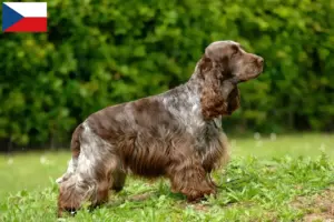 Scopri di più sull'articolo Allevatori di Cocker Spaniel Inglese e cuccioli in Repubblica Ceca