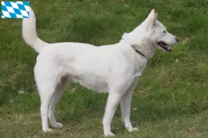 Scopri di più sull'articolo Corea Jindo Allevatori di cani e cuccioli in Baviera