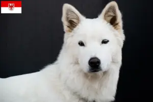 Scopri di più sull'articolo Corea Jindo Allevatori di cani e cuccioli a Brandeburgo