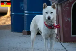 Scopri di più sull'articolo Corea Jindo Allevatori di cani e cuccioli in Saarland