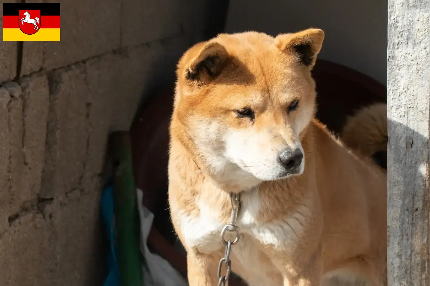 Scopri di più sull'articolo Corea Jindo Allevatori di cani e cuccioli in Bassa Sassonia