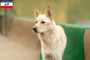Scopri di più sull'articolo Corea Jindo Allevatori di cani e cuccioli in Mecklenburg-Vorpommern