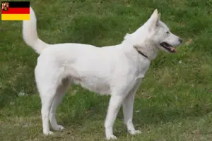 Scopri di più sull'articolo Corea Jindo Allevatori di cani e cuccioli in Renania-Palatinato