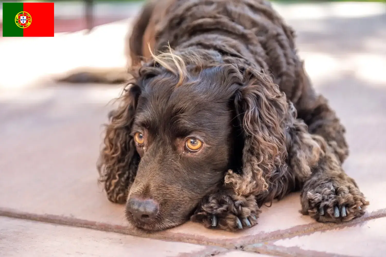 Cuccioli di American Water Spaniel e allevatori Portogallo Trova qui gli allevatori di American Water Spaniels in Portogallo.