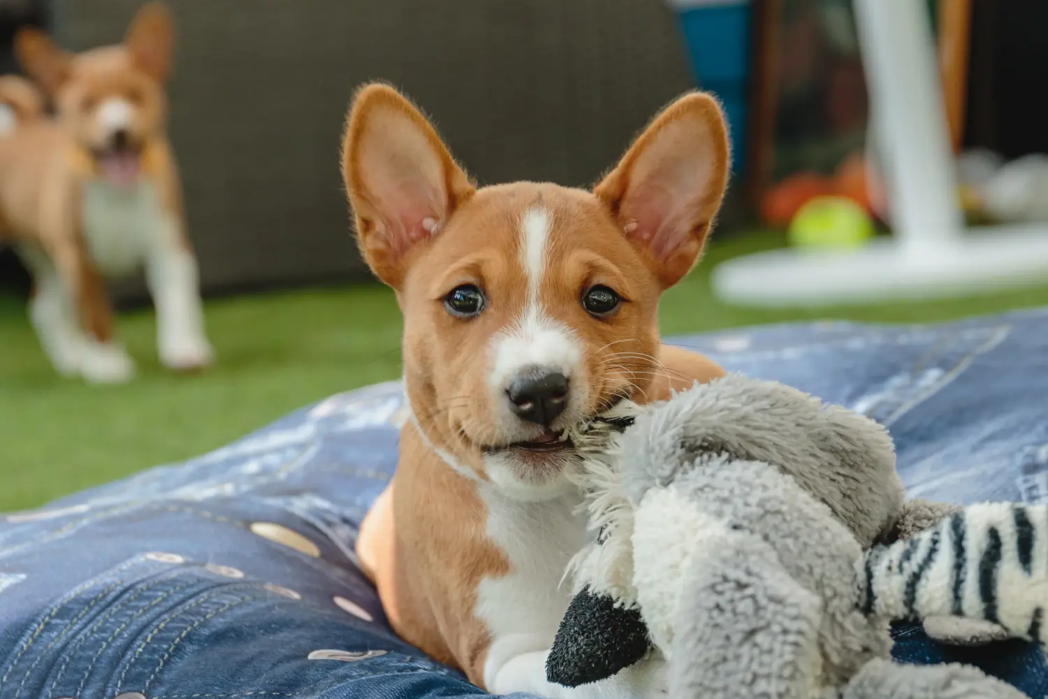 Acquistare un cucciolo di Basenji significa assumersi delle responsabilità! Acquistare cuccioli di Basenji.