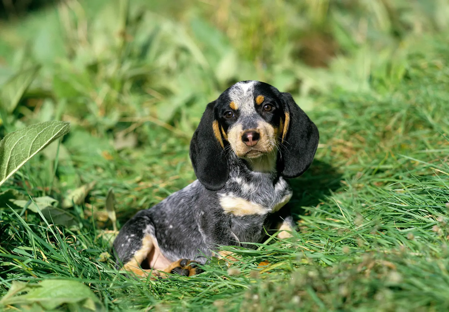 Acquistare un cucciolo di Basset bleu de Gascogne significa assumersi delle responsabilità! Comprare cuccioli di Basset bleu de Gascogne.