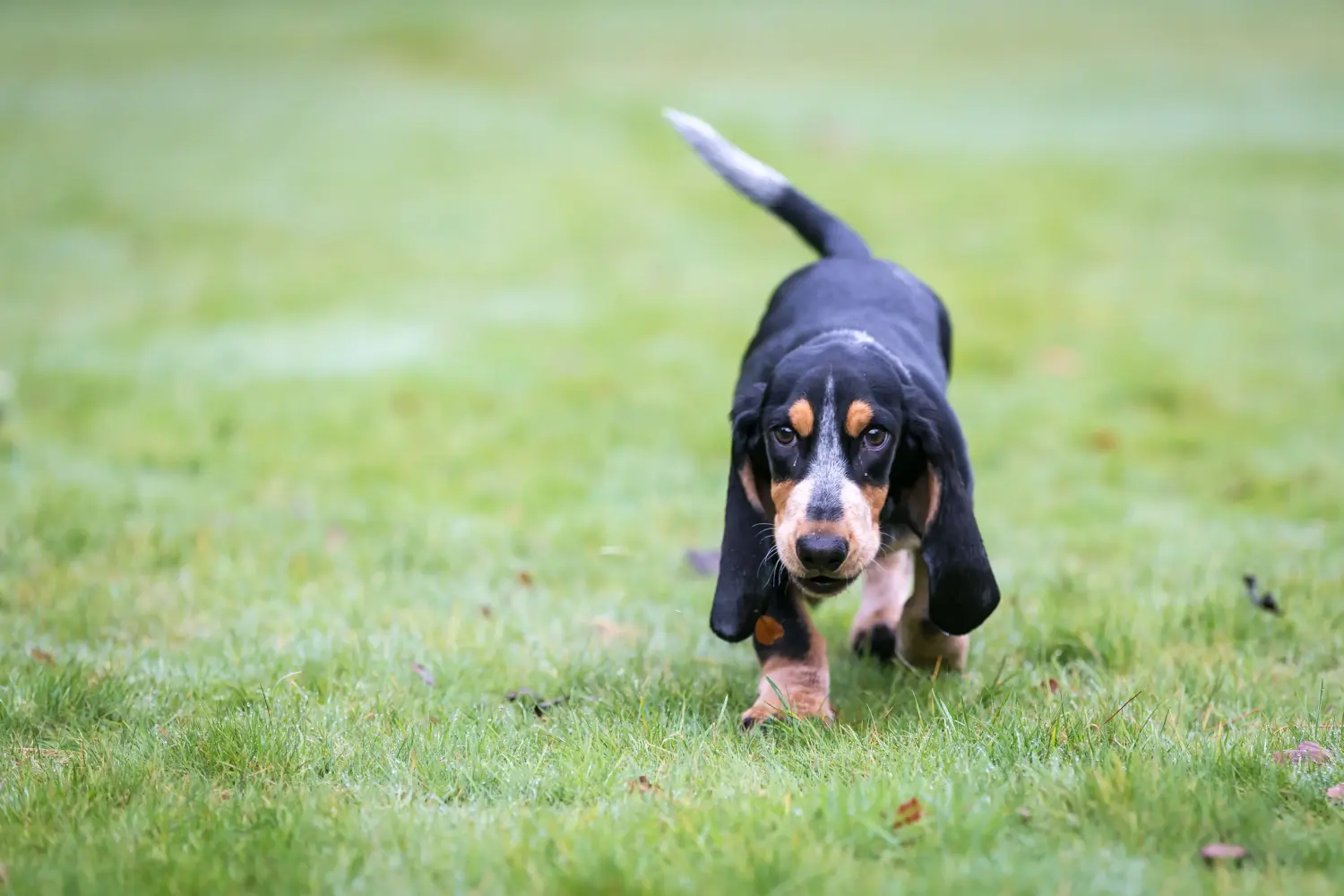 Acquistare un cucciolo di Basset bleu de Gascogne significa assumersi delle responsabilità! Comprare cuccioli di Basset bleu de Gascogne.