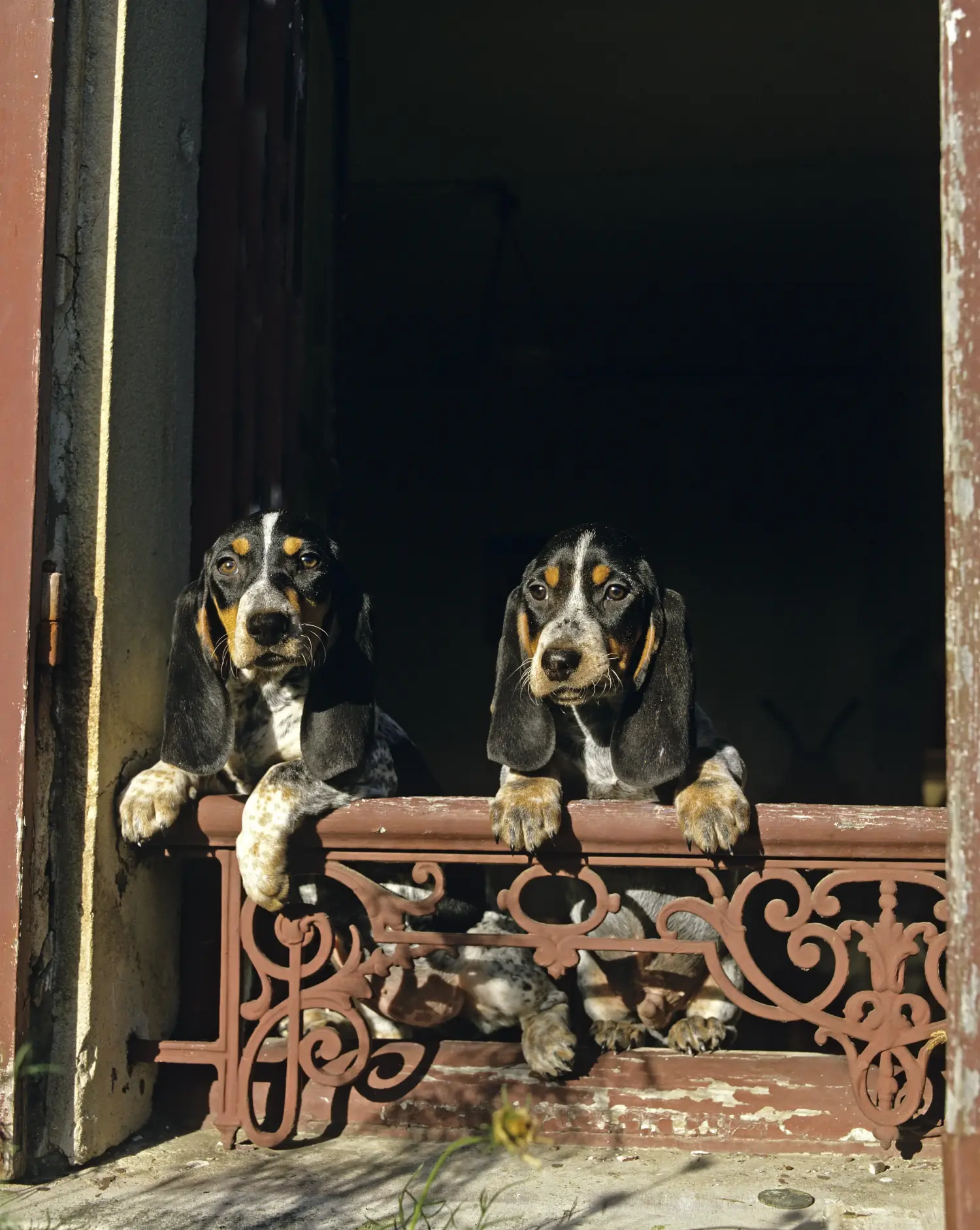 Acquistare un cucciolo di Basset bleu de Gascogne significa assumersi delle responsabilità! Comprare cuccioli di Basset bleu de Gascogne.
