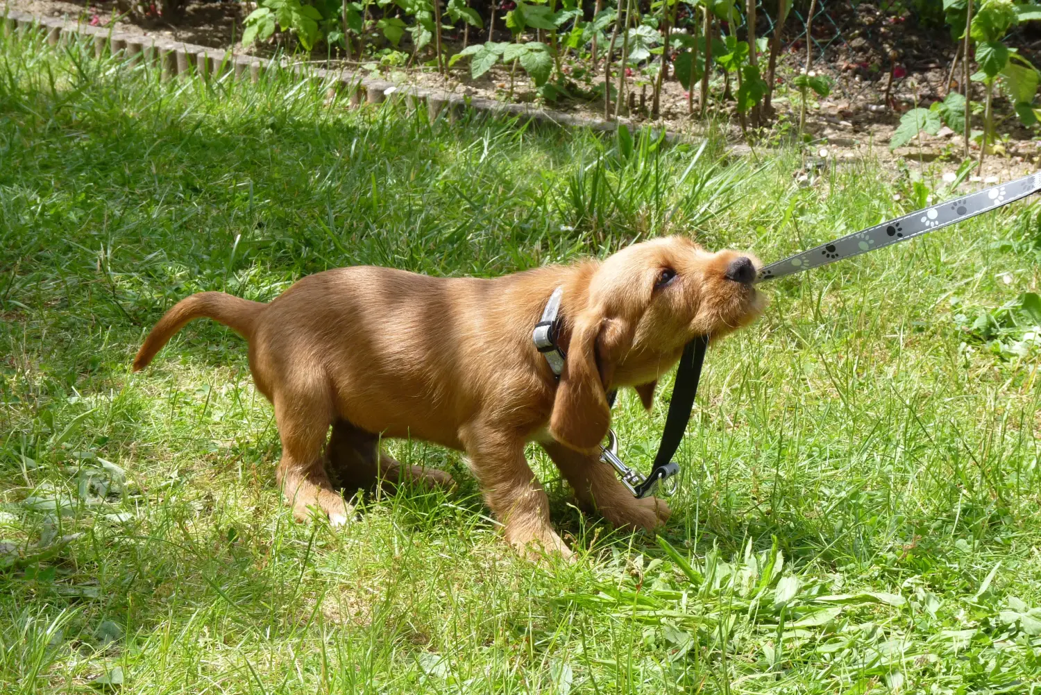 Acquistare un cucciolo di Basset fauve de Bretagne significa assumersi delle responsabilità! Cuccioli di Basset fauve de Bretagne in vendita.
