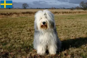 Scopri di più sull'articolo Allevatori di Bobtail e cuccioli in Svezia