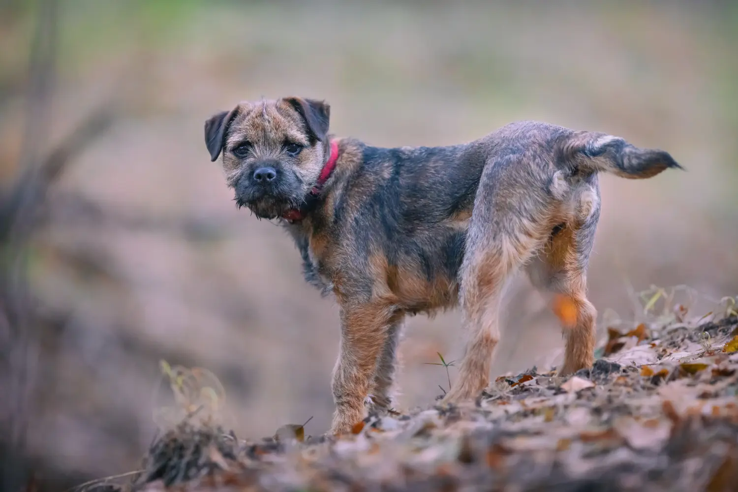 Acquistare un cucciolo di Border Terrier significa assumersi delle responsabilità! Acquistare cuccioli di Border Terrier.