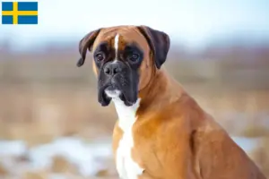 Scopri di più sull'articolo Allevatori di Boxer e cuccioli in Svezia