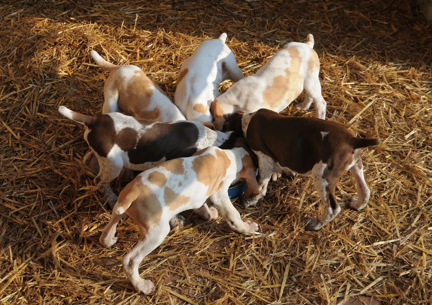 Acquistare un cucciolo di Bracco Italiano significa assumersi delle responsabilità! Comprare cuccioli di Bracco Italiano.