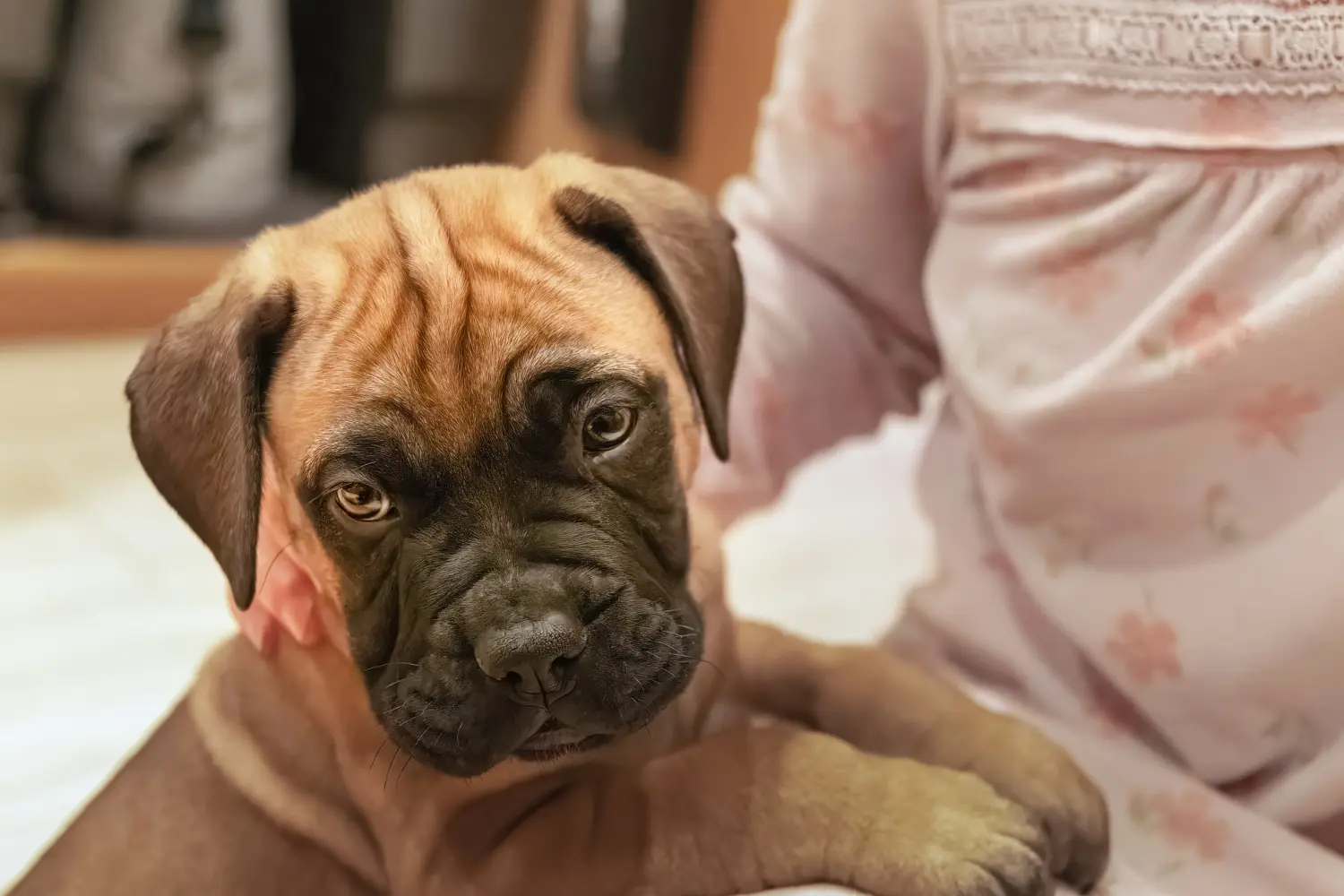 Acquistare un cucciolo di Bullmastiff significa assumersi delle responsabilità! Comprare cuccioli di Bullmastiff.