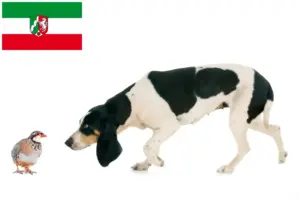Scopri di più sull'articolo Allevatori di cani da caccia e cuccioli in Nord Reno-Westfalia