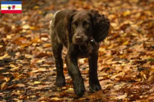 Scopri di più sull'articolo Allevatori di cani da guardia tedeschi e cuccioli in Mecklenburg-Vorpommern