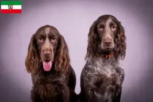Scopri di più sull'articolo Allevatori di cani da guardia e cuccioli in Nord Reno-Westfalia