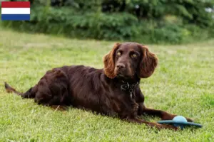 Scopri di più sull'articolo Allevatori di cani da guardia tedeschi e cuccioli nei Paesi Bassi