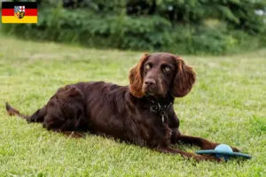 Scopri di più sull'articolo Allevatori di cani da guardia tedeschi e cuccioli in Saarland
