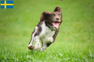 Scopri di più sull'articolo Allevatori di cani da guardia tedeschi e cuccioli in Svezia