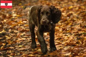 Scopri di più sull'articolo Allevatori di cani da guardia tedeschi e cuccioli in Austria