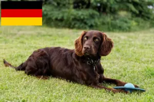 Scopri di più sull'articolo Allevatori di cani da guardia tedeschi e cuccioli in Germania