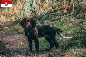 Scopri di più sull'articolo Allevatori di cani da guardia e cuccioli di cane tedesco in Assia