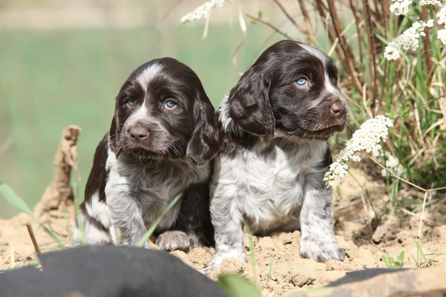 Acquistare un cucciolo di cane da guardia tedesco significa assumersi delle responsabilità! Acquistare cuccioli di cane da guardia tedesco.
