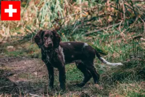 Scopri di più sull'articolo Allevatori di cani da guardia tedeschi e cuccioli in Svizzera